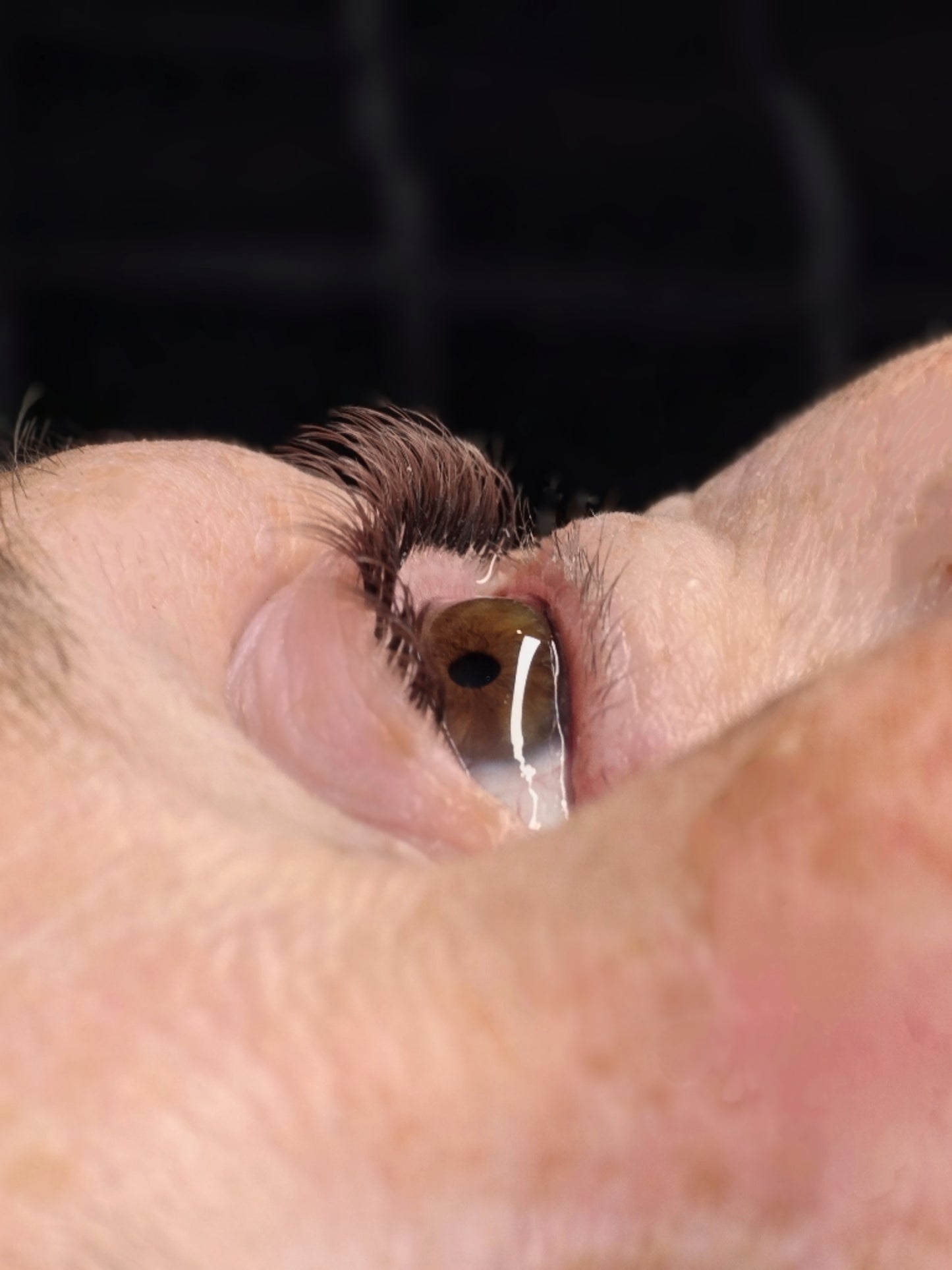 CIL Babe Brunette Cashmere Collection 11mm- Single Lengths (12 lines tray)